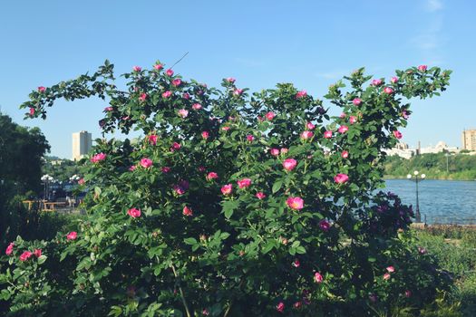 City Park with flowers and trees Summer season