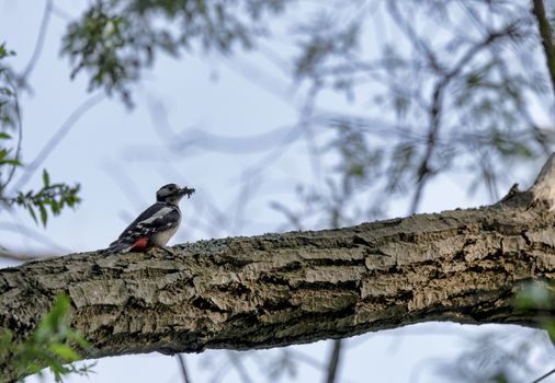 Woodpecker Dendrocopus major feeding young birds