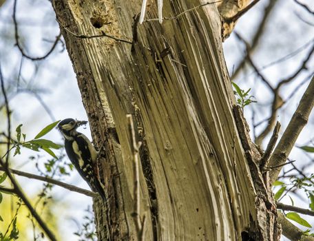 Woodpecker Dendrocopus major feeding young birds