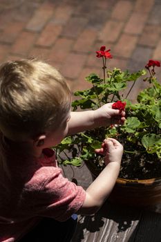Male toddler picks flowers from flower pot.