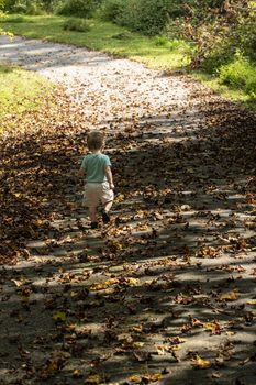 Male toddler walks down drive strewn with fall leaves. Seen from behind.