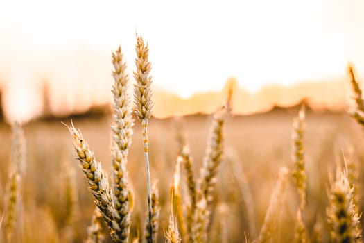 Wheat field. Ears of golden wheat close up. Beautiful Nature Sunset Landscape. Rural Scenery under Shining Sunlight