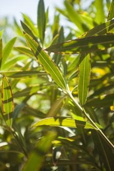 Detail of oleander leaves illuminated by the summer sun