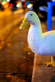 white domestic goose looking at the lens on the verge of a sidewalk of Hanoi taken from the side at night