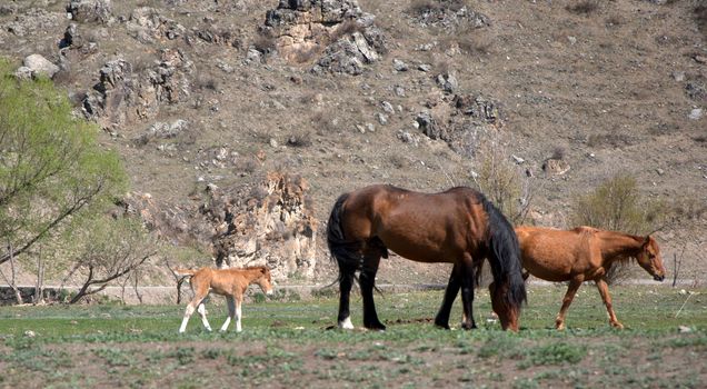 Group of horses on a mountain pasture.