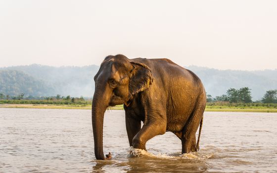 Elephant walking out of the Gandak river after his bath, in Chitwan National Park, Nepal