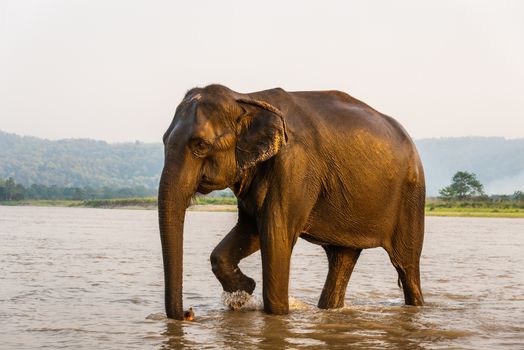 Elephant walking out of the Gandak river after his bath, in Chitwan National Park, Nepal