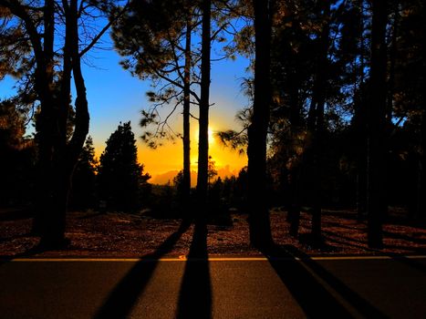 SUNSET BEHIND THE PINES