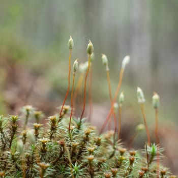 The white Small blossoming juicy moss. Vegetable background