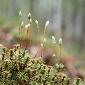 The white Small blossoming juicy moss. Vegetable background