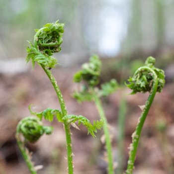 Young green leaves of a fern. Opening of leaves of a fern