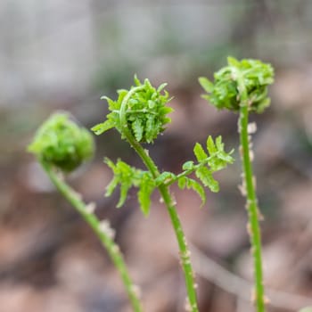 Young green leaves of a fern. Opening of leaves of a fern