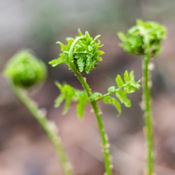 Young green leaves of a fern. Opening of leaves of a fern