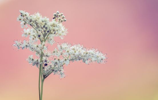 Delicate White Wildflowers Against A Pastel Pink Background With Copy Space