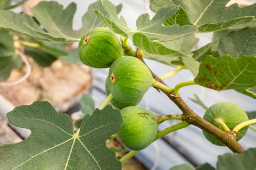Fresh Figs fruit  hanging on the branch of tree