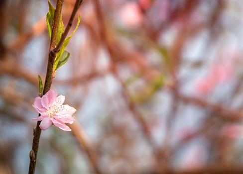 Close up of beautiful pink chinese plum blossom  flower in  
 garden