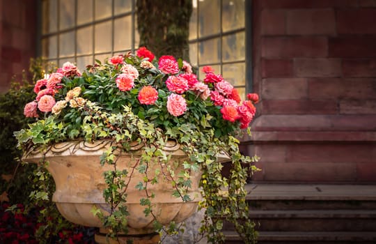 Pink rose flower with green leaves in the vase