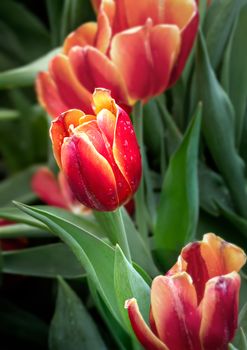 Beautiful orange tulips flower with green leaves grown in garden