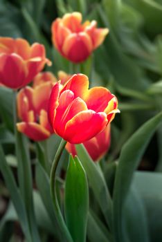 Beautiful orange tulips flower with green leaves grown in garden