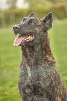 Portrait of a black dog with the background of the meadow