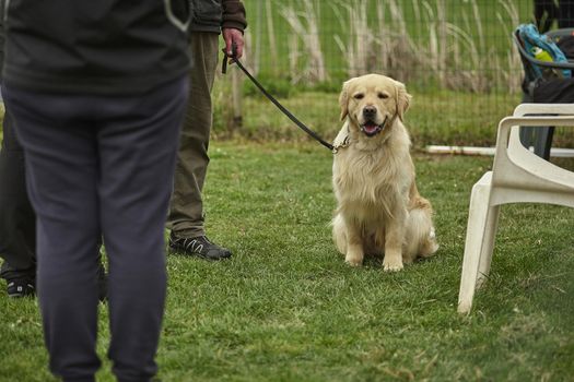 Dog Race: a dog kept on a leash before the competition