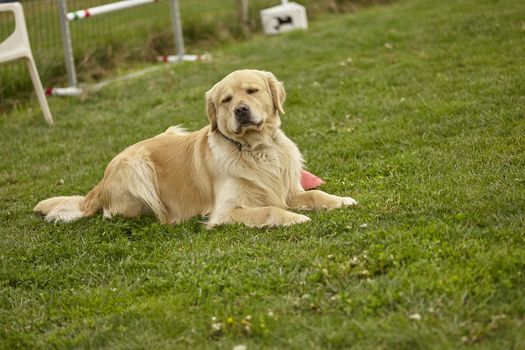 Labrador dog rest in the garden