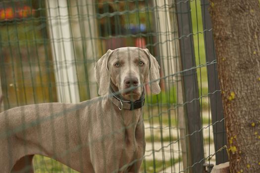 Caged dog deprived of its freedom for human selfishness