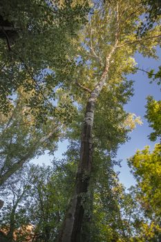 Very high plane tree taken from below