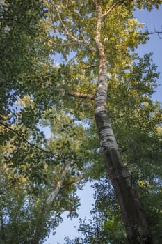 Very high plane tree taken from below