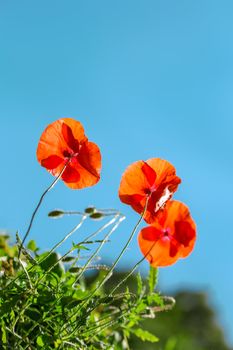 Poppy flowers field nature spring background. Blooming Poppies over blue sky on wind. Rural landscape with red wildflowers.