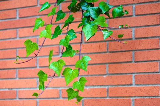 Red brick wall texture and green leaf hanging down on it at the edge. Copy space background. Art of wall concept