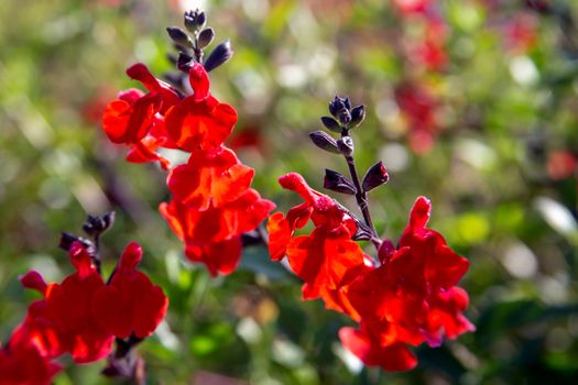 Beautiful red flower of Snapdragon, Bunny rabbits or Antirrhinum Majus close up in the flower garden on sunny spring day