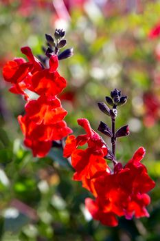 Beautiful red flower of Snapdragon, Bunny rabbits or Antirrhinum Majus close up in the flower garden on sunny spring day