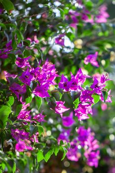 Blooming Purple Bougainvillea, Green Leaves, trees in the background, Bougainvillea spectabilis grows as a woody vine. close-up photo