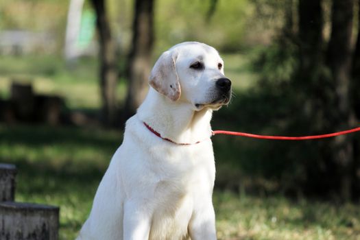 yellow labrador sitting in the park