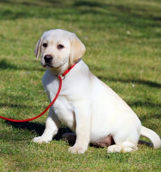 a yellow labrador sitting in the park