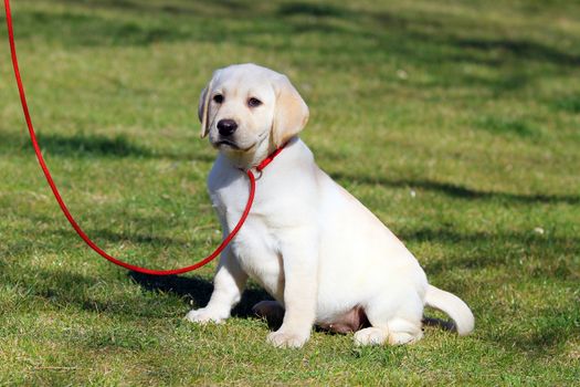 sweet yellow labrador sitting in the park