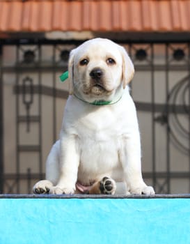 sweet yellow labrador sitting in the park