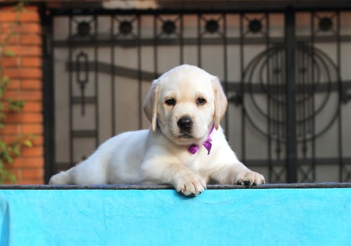 a sweet yellow labrador sitting in the park