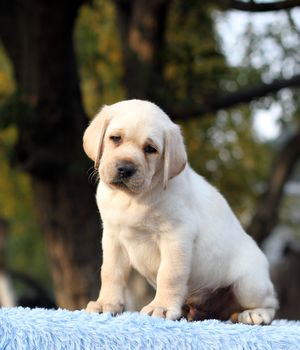 nice sweet yellow labrador sitting in the park