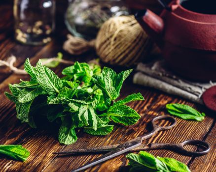 Beam of  Fresh Mint Bounded with Twine and Rusty Scissors on Wooden Surface.