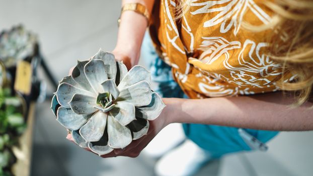 Close up of womans hands holding flower in pot - stylish colors