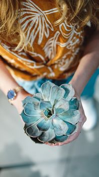 Close up of womans hands holding flower in pot - stylish colors