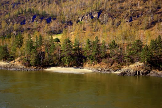 Stony shore with a sandy beach of the Katun mountain river, covered with coniferous forest. Altai, Siberia, Russia.