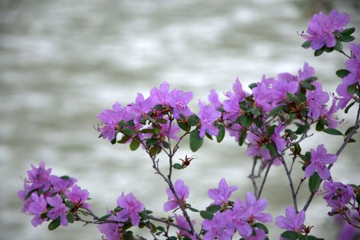 Buds of purple acacia on the background of a mountain river, Blur.