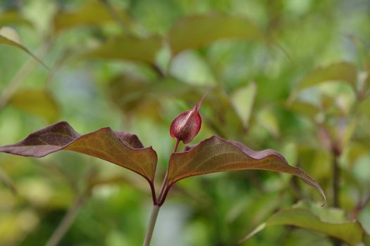 Himalayan honeysuckle - Latin name - Leycesteria formosa