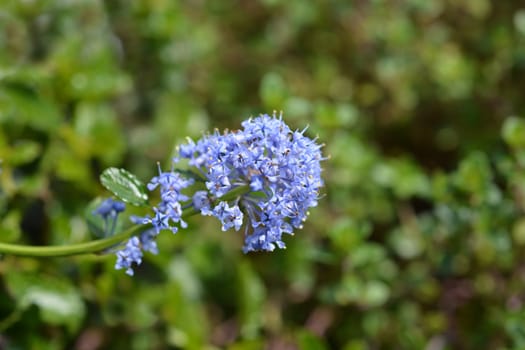 Creeping blue blossom - Latin name - Ceanothus thyrsiflorus var. repens