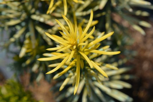 Korean Gold Plum yew - Latin name - Cephalotaxus harringtonia Korean Gold