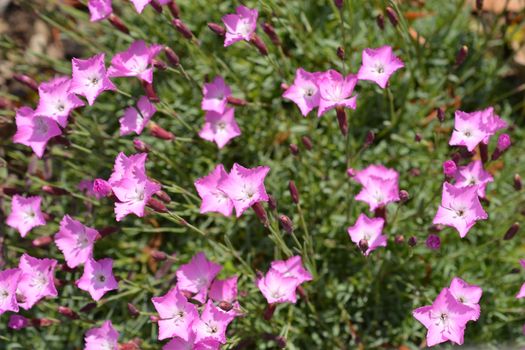 Cheddar pink Carmineus - Latin name - Dianthus gratianopolitanus Carmineus