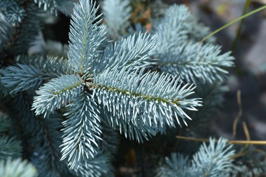 Hoops Colorado blue spruce - Latin name - Picea pungens Hoopsii